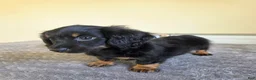 Miniature Dachshund dogs for sale: Mocha- AKC - Ad 4