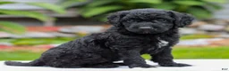 Miniature Labradoodle dogs for sale: Coda  - Ad 3
