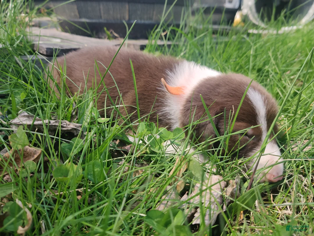 Border Collie dogs for sale: Cliff - Ad 1