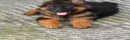 German Shepherd dogs for sale: Simba - Ad 4
