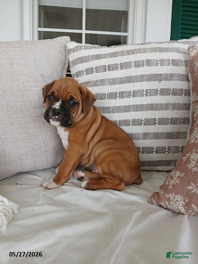 Boxer dogs Tyson - Ad 1