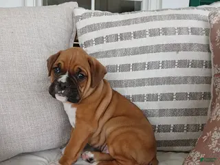 Boxer dogs for sale: Tyson - Ad 2