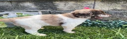 Standard Poodle dogs for sale: Tulip- genetic clear - Ad 3