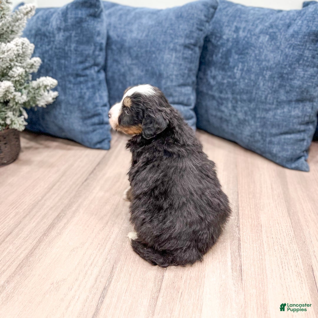 Mini Bernedoodle dogs for sale: Archie - Ad 5