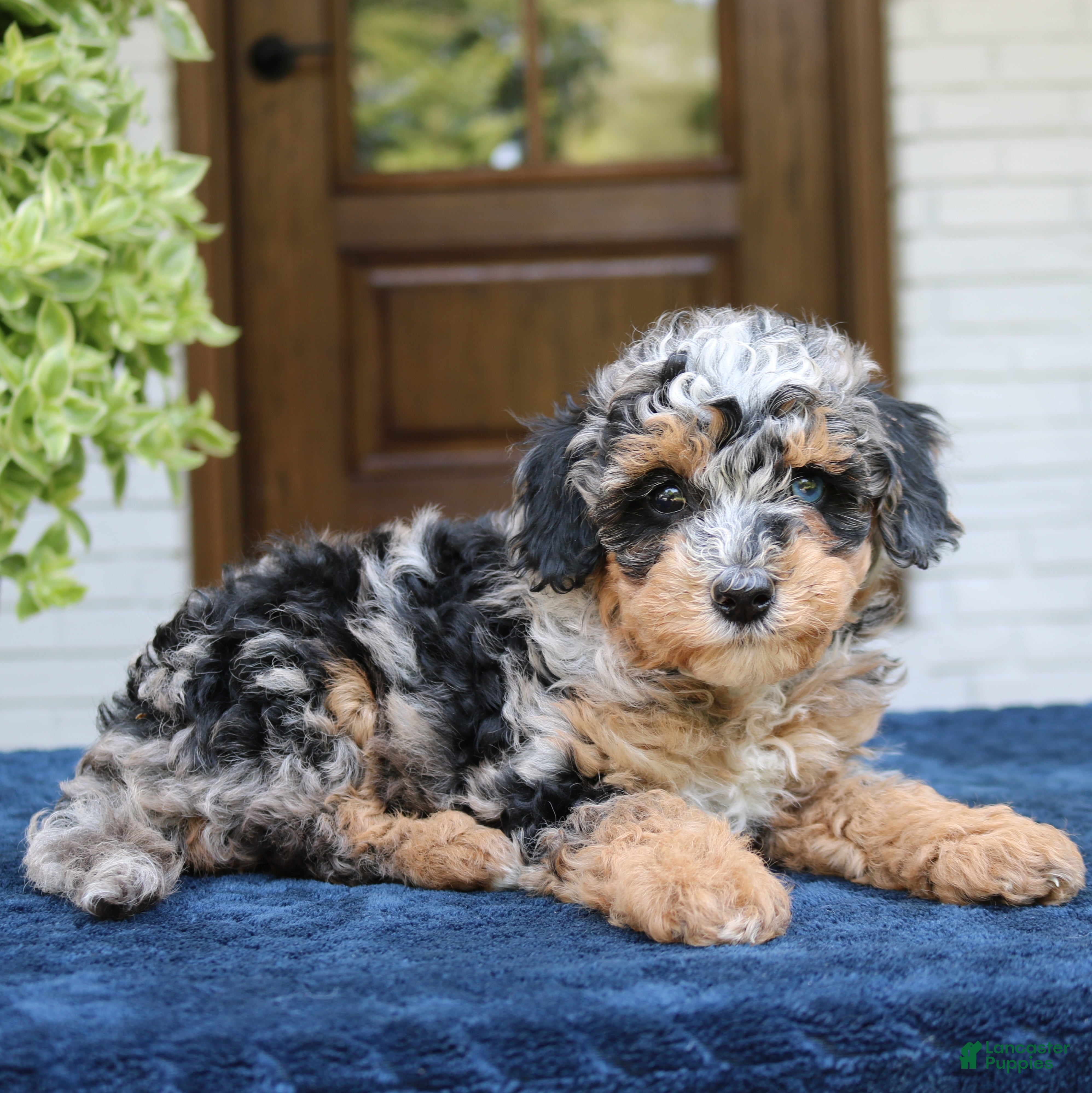 Bernedoodle dogs Ester  - Ad 2