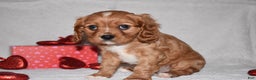 Cavalier King Charles Spaniel dogs for sale: Oscar - Ad 2
