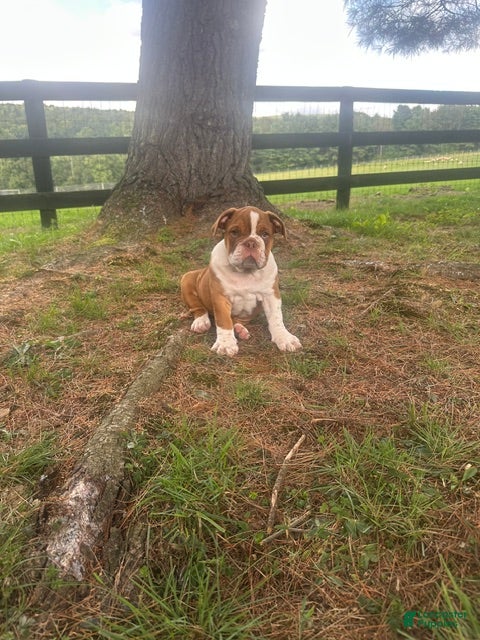 English Bulldog dogs Bella - Ad 1
