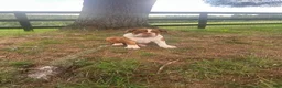 English Bulldog dogs for sale: Bella - Ad 1