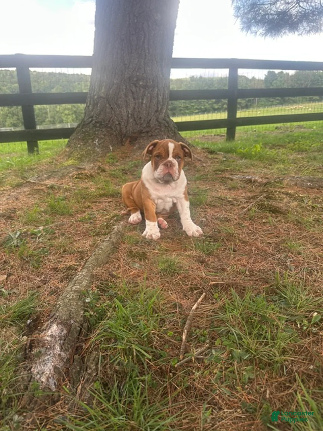 English Bulldog dogs for sale: Bella - Ad 1