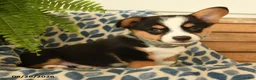 Welsh Corgi Pembroke dogs for sale: Archie - Ad 3