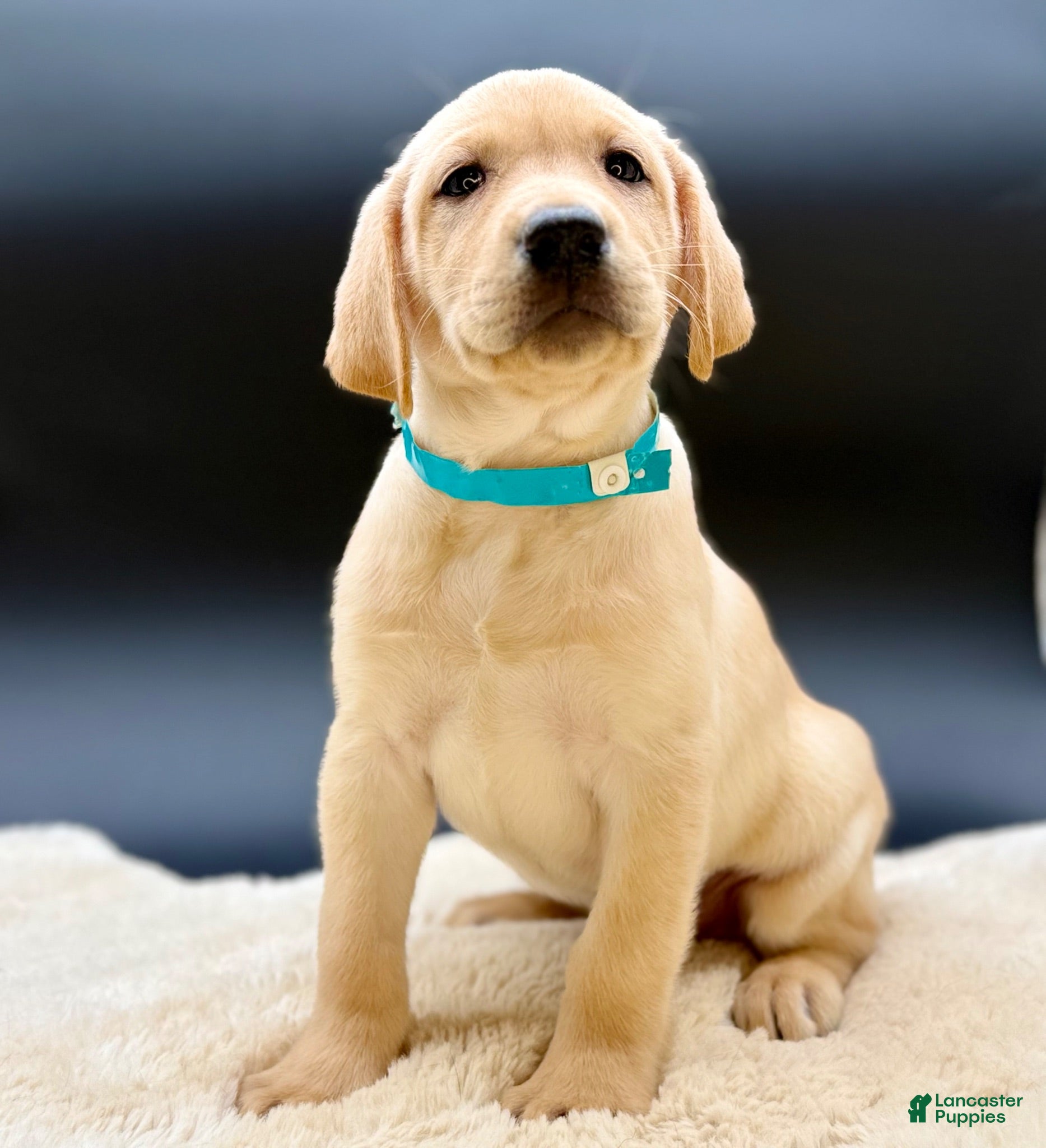Labrador Retriever dogs Labrador Retriever 1 - Ad 1