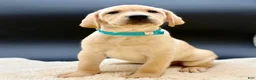 Labrador Retriever dogs for sale: Labrador Retriever 1 - Ad 1