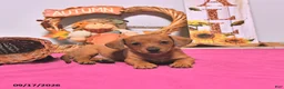 Dachshund dogs for sale: Myra - Ad 4