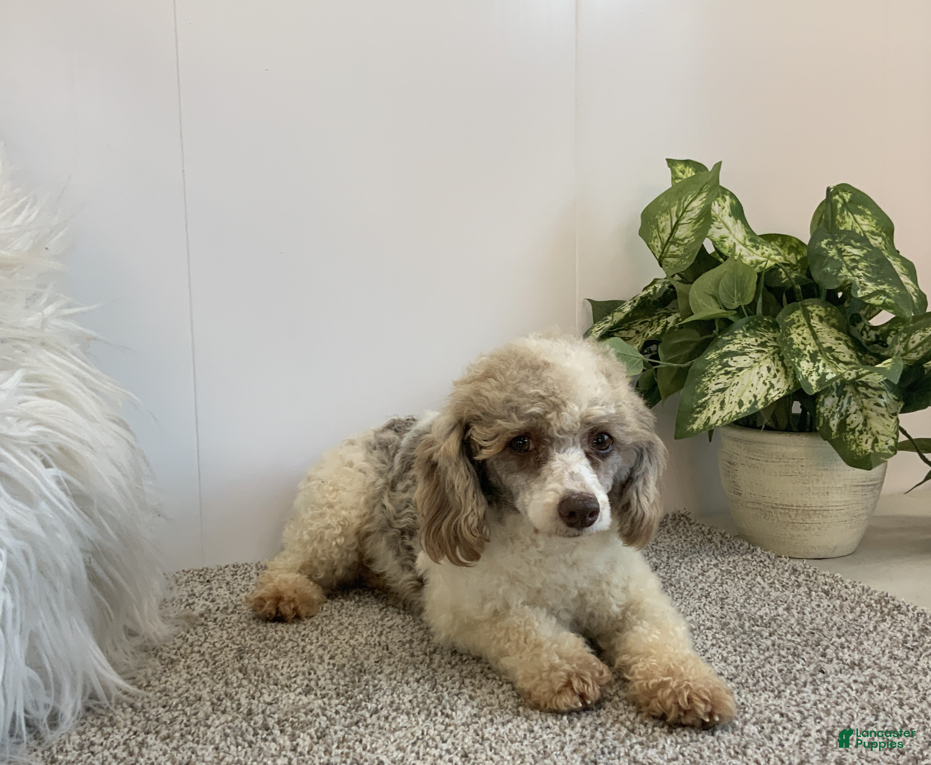 Toy Poodle dogs becky - Ad 11