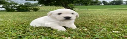 Golden Retriever dogs for sale: Louie - Ad 5