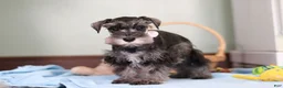 Miniature Schnauzer dogs for sale: Trace - Ad 4