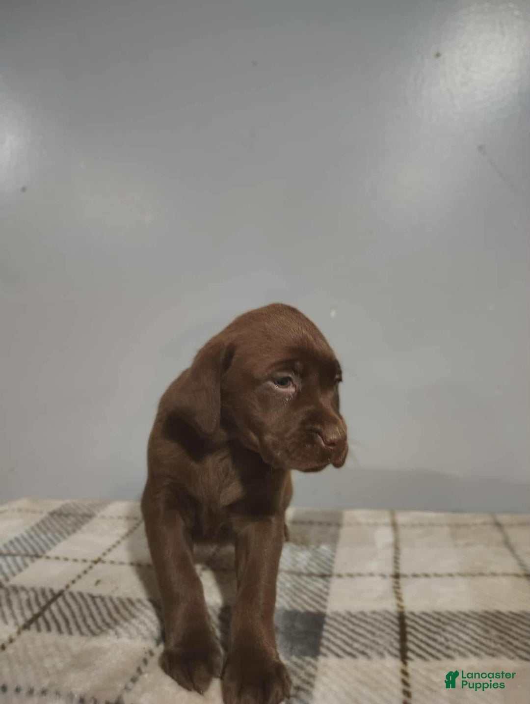 Labrador Retriever dogs for sale: Labrador Retriever Puppy 4 - Ad 1