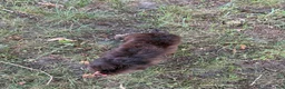 Mixed Breed dogs for sale: Trixie - Ad 6
