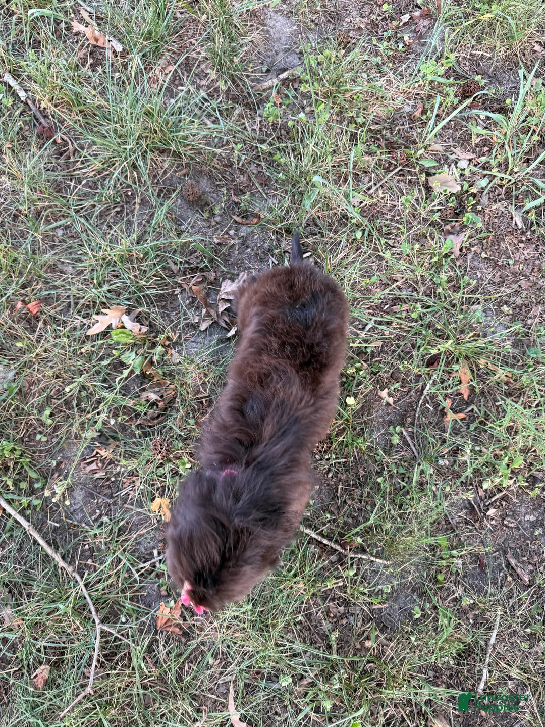 Mixed Breed dogs for sale: Trixie - Ad 6