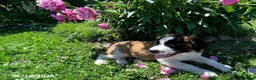 Saint Bernard dogs for sale: Teddy Bear - Ad 3