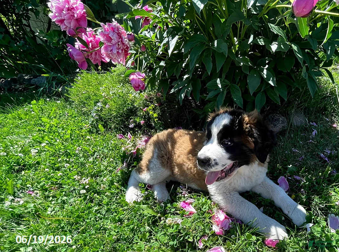 Saint Bernard dogs for sale: Teddy Bear - Ad 3