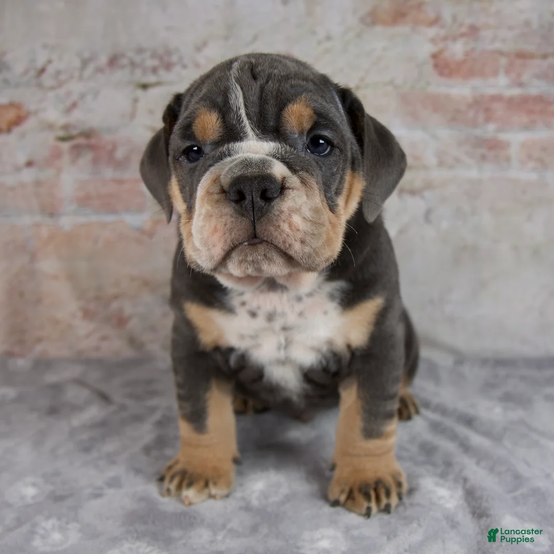 Beabull dogs for sale: Theo - Ad 1