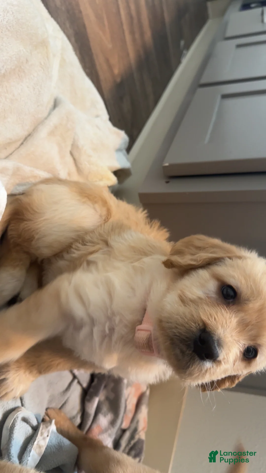 Labradoodle dogs for sale: Labradoodle Puppy 3 - Ad 2