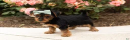 Yorkshire Terrier dogs for sale: Leslie  - Ad 3