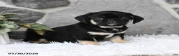 Pug dogs for sale: Bingo - Ad 3