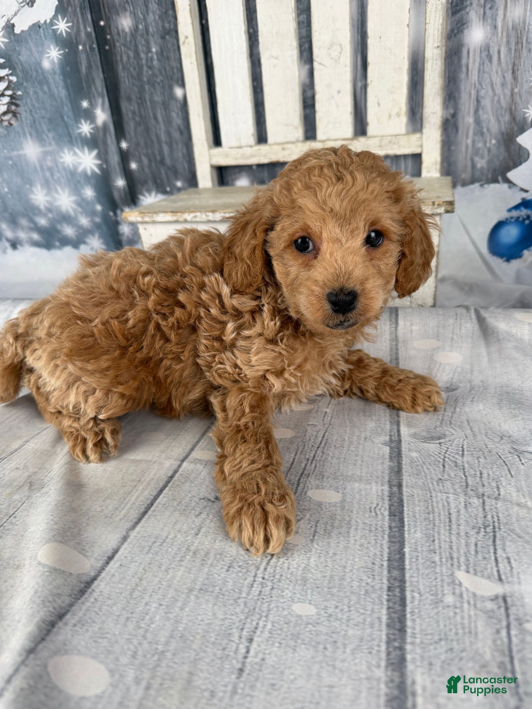 Cavapoo dogs for sale: Willy - Ad 13