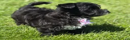 Morkie dogs for sale: Zoey - Ad 10