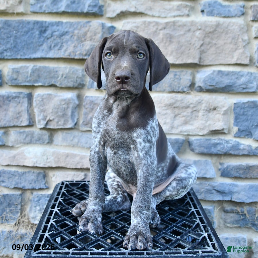 German Shorthaired Pointer dogs Jackson - Ad 2
