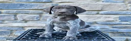 German Shorthaired Pointer dogs for sale: Jackson - Ad 2