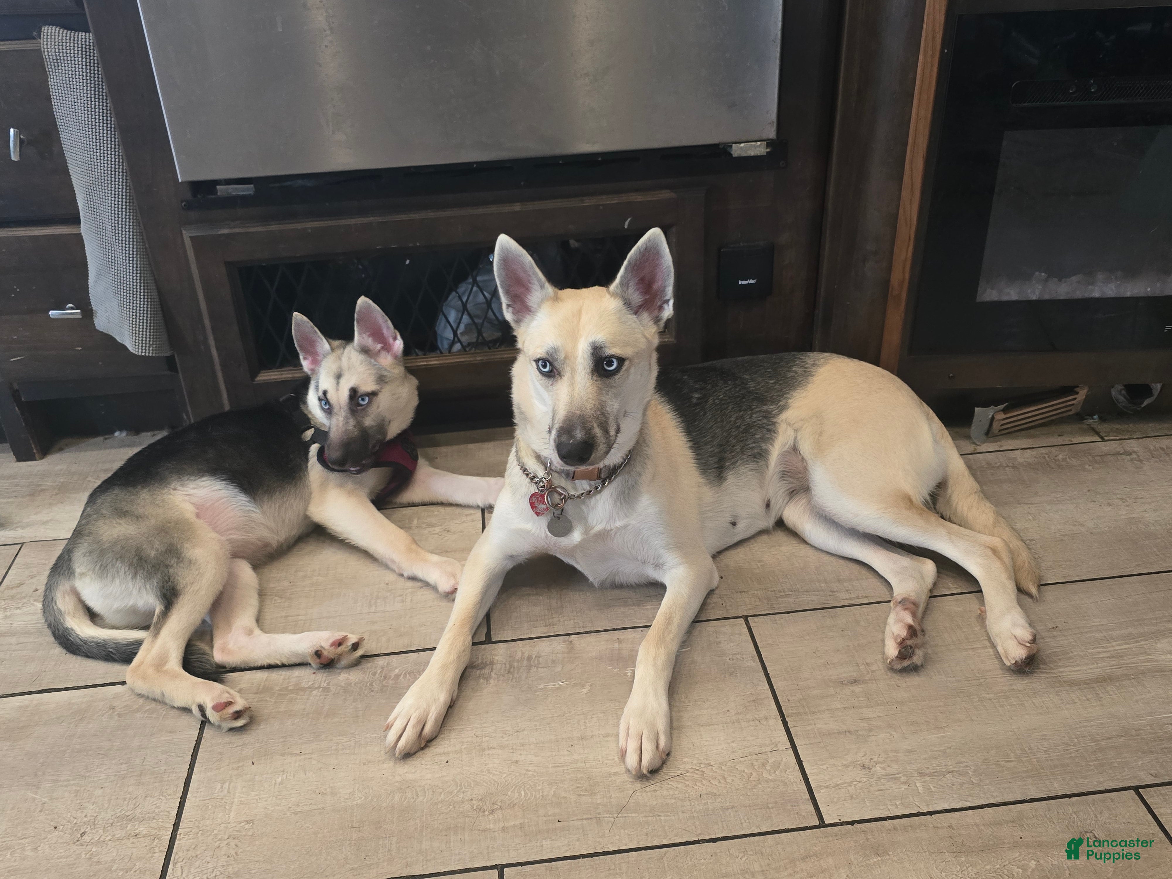 Gerberian Shepsky dogs Beauty - Ad 8