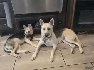 Gerberian Shepsky dogs Beauty - Ad 8