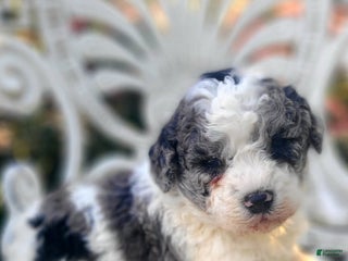 Saint Berdoodles dogs - Ad 33