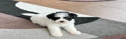 Havapoo dogs for sale: Havapoo boy 2 - Ad 3