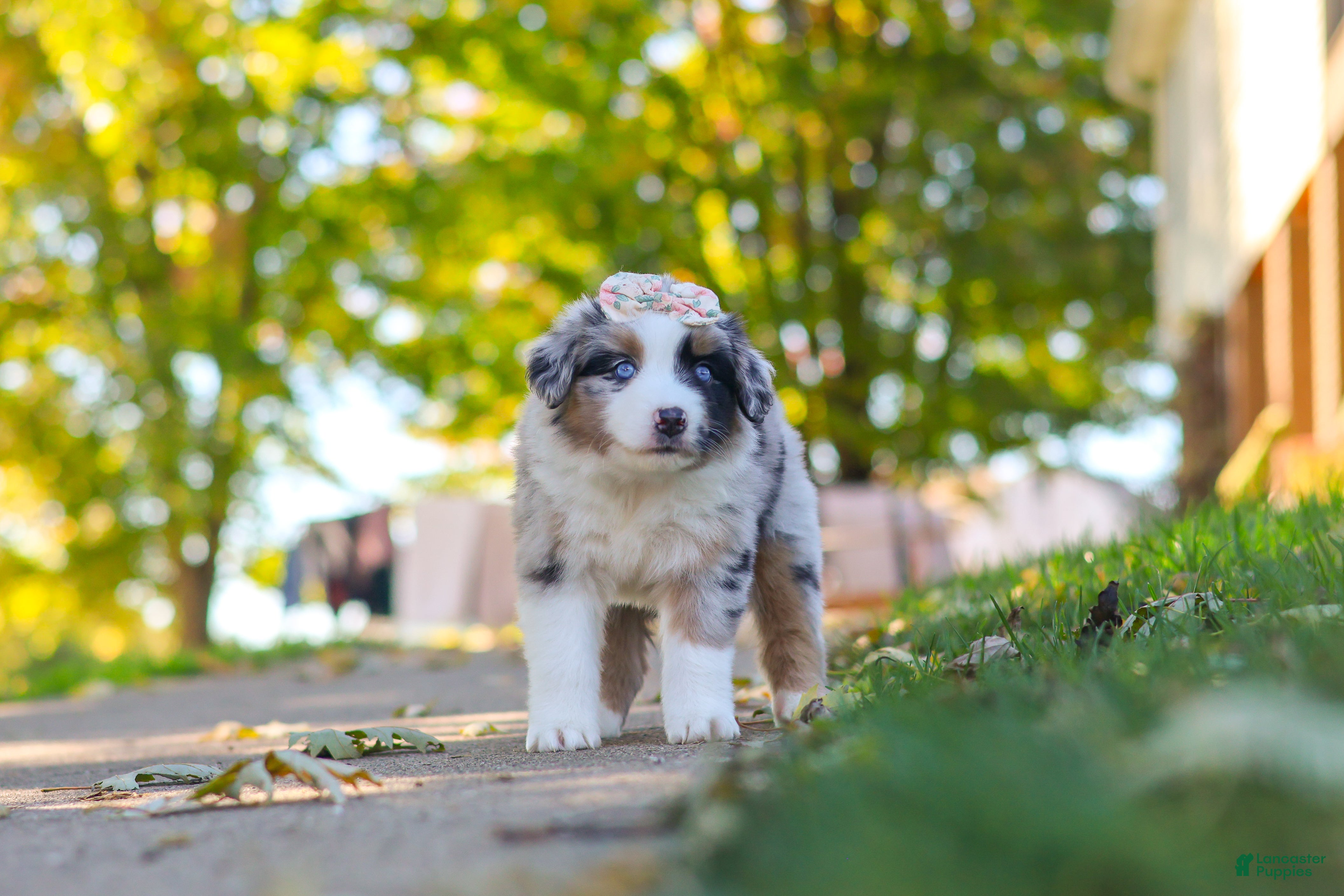 Miniature Australian Shepherd dogs for sale: Zoomer - Ad 1
