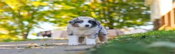 Miniature Australian Shepherd dogs for sale: Zoomer - Ad 1