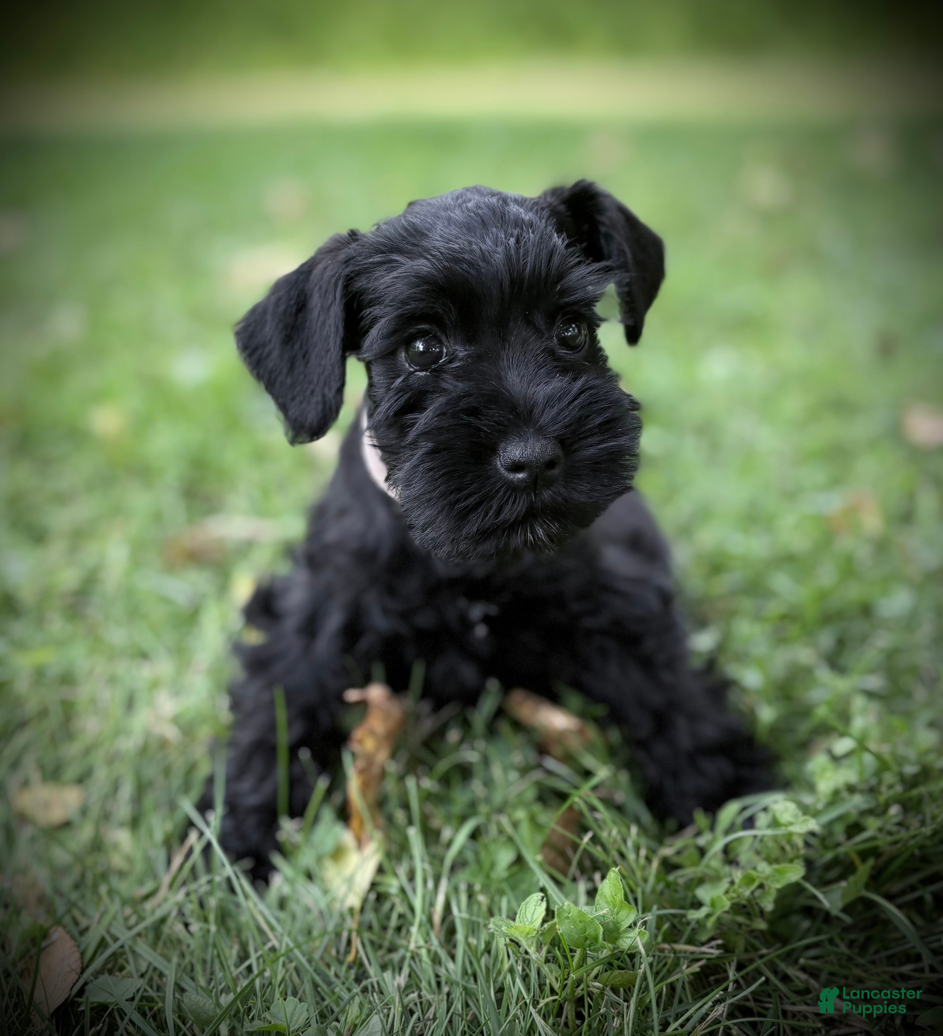 Schnauzer dogs Haley Jr.  - Ad 11