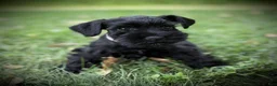 Schnauzer dogs for sale: Haley Jr.  - Ad 1