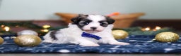 Havanese dogs for sale: Jaspher - Ad 1