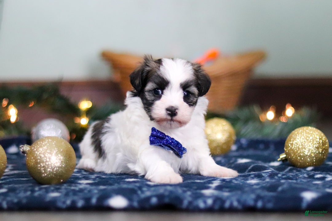 Havanese dogs for sale: Jaspher - Ad 1