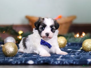 Havanese dogs Jaspher - Ad 9