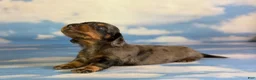 Miniature Dachshund dogs for sale: Paddington blue eye LH  - Ad 2