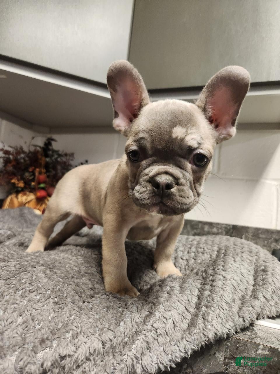 Austin (French Bulldog, Male) in East Earl, PA