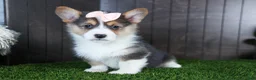 Welsh Corgi Pembroke dogs for sale: Roxanne - Ad 1