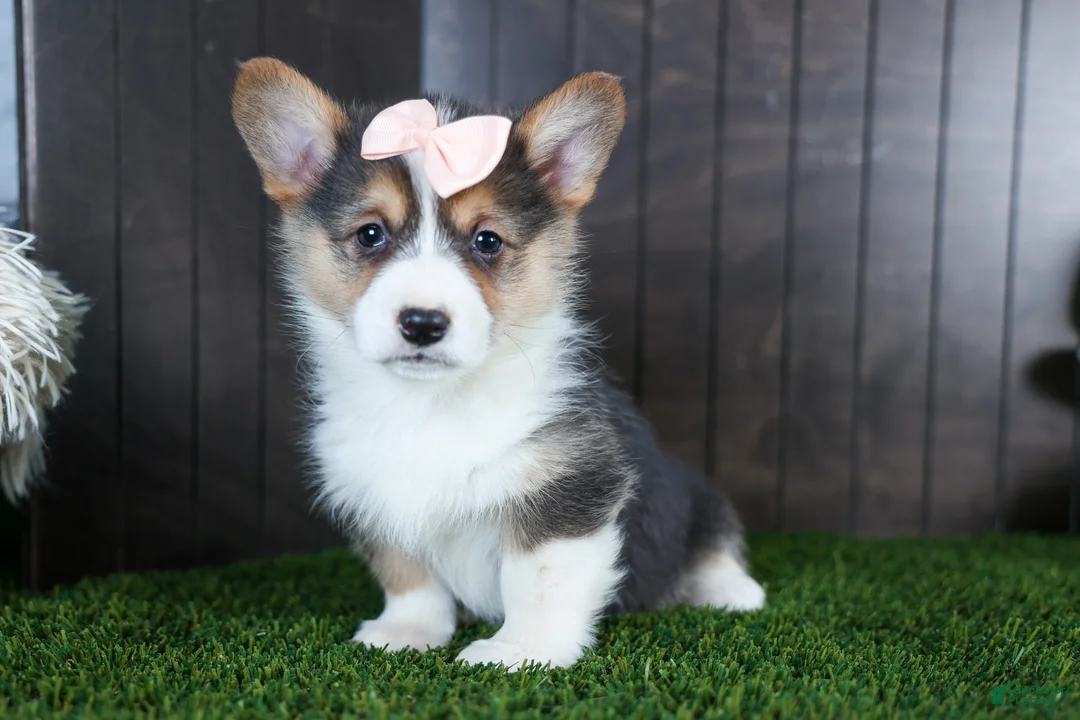 Welsh Corgi Pembroke dogs for sale: Roxanne - Ad 1