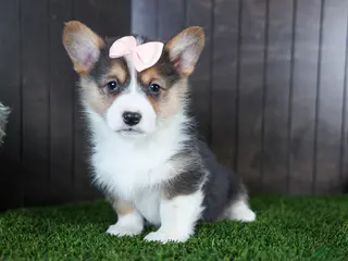 Welsh Corgi Pembroke dogs for sale: Roxanne - Ad 4