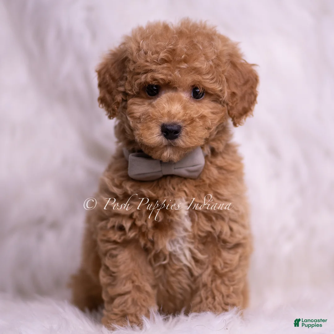 Mini Goldendoodle dogs for sale: Remington - Ad 2